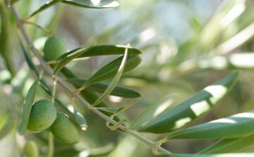 Più Cuore nelle mani